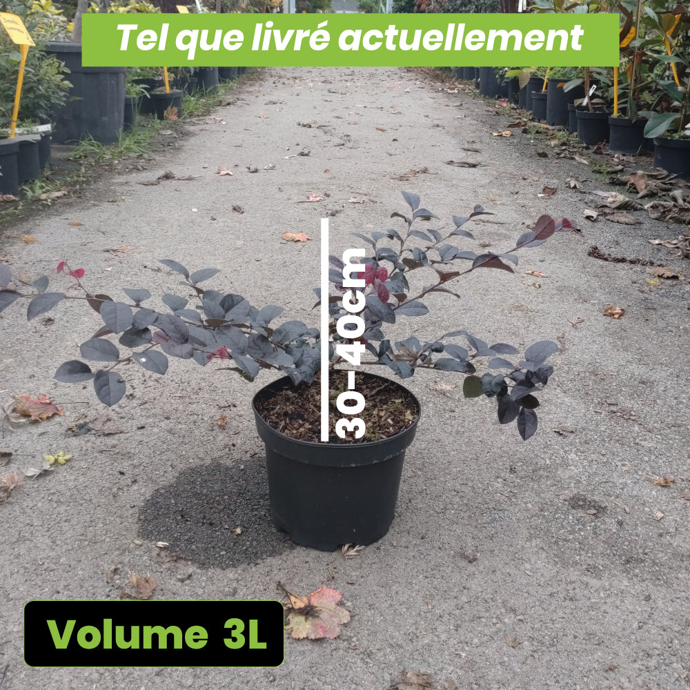 Loropetalum Chinensis Rose in Black - Volume 3L / 30-40cm