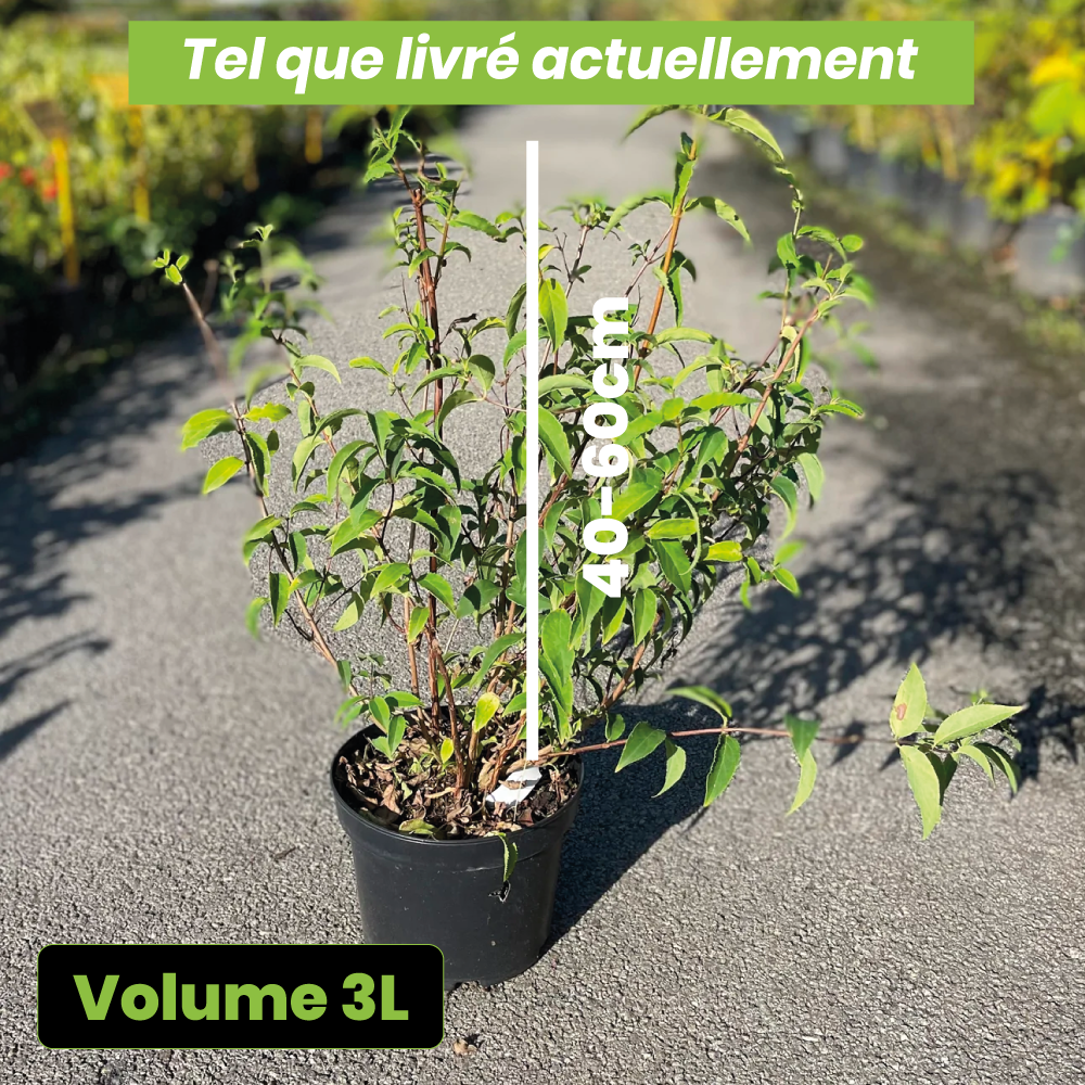 Deutzia x magnifica - Volume 3L / 40-60cm