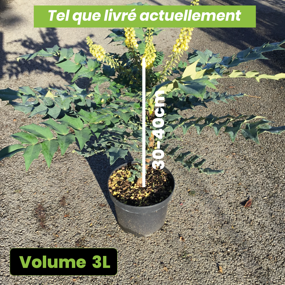 Mahonia Media Winter Sun - Volume 3L / 30-40cm