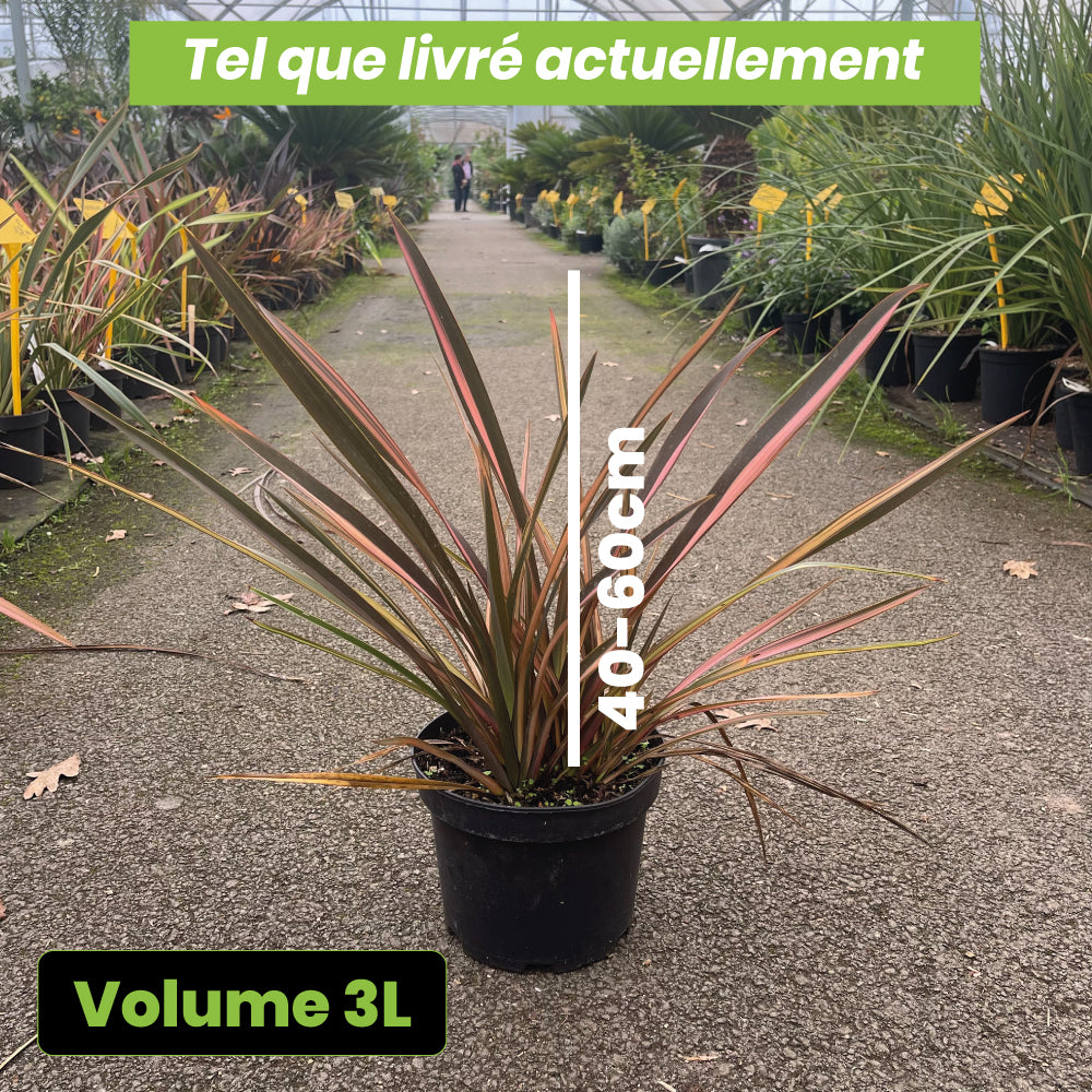 Phormium Rainbow Maiden - Volume 3L / 40-60cm