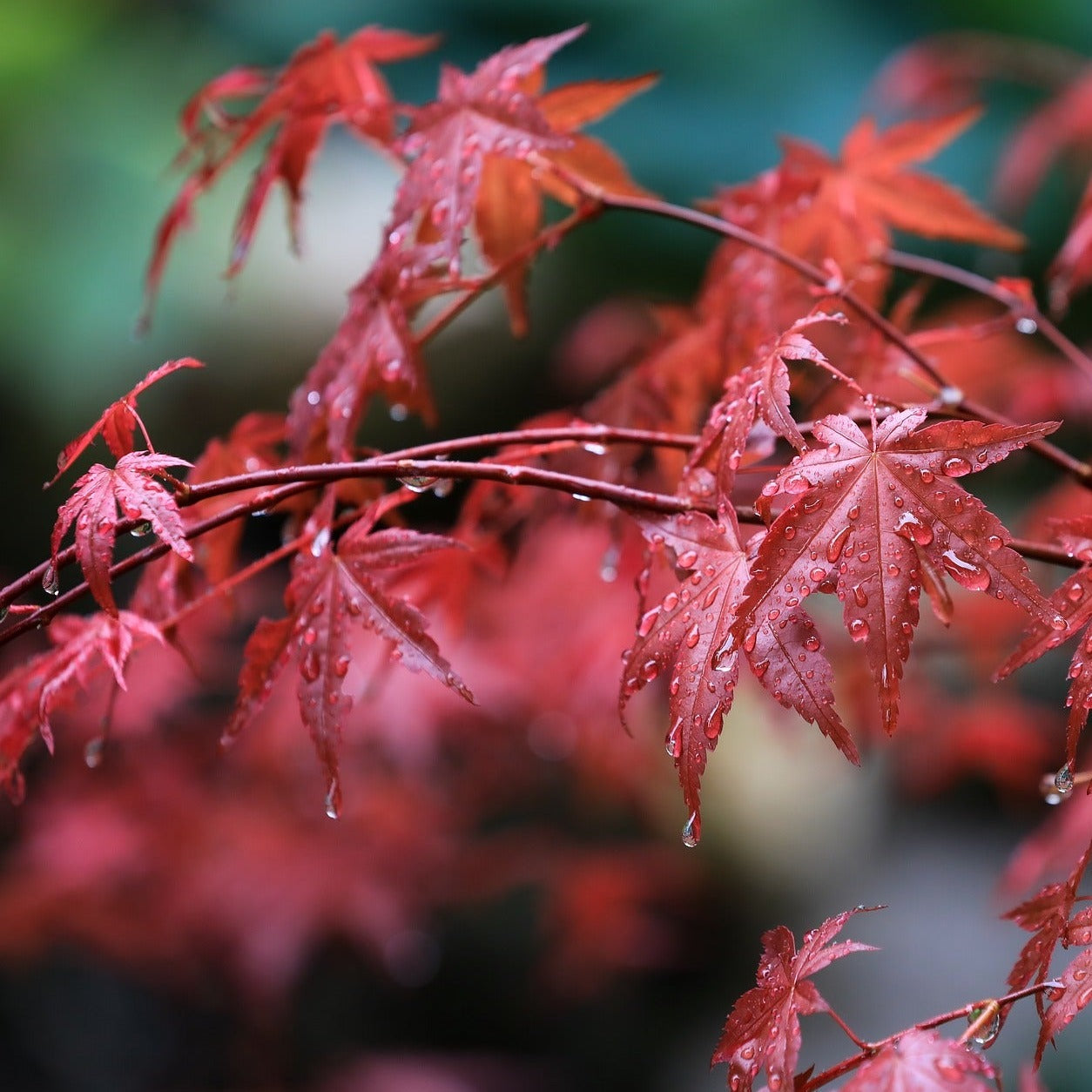 Acer Palmatum Blood Good - Volume 3L / 30-50cm
