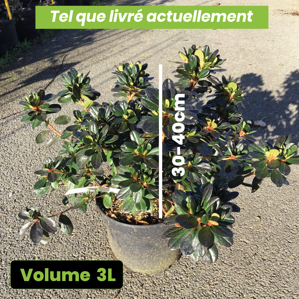 Azalée Mollis Mary Poppins - Volume 3L / 30-40cm
