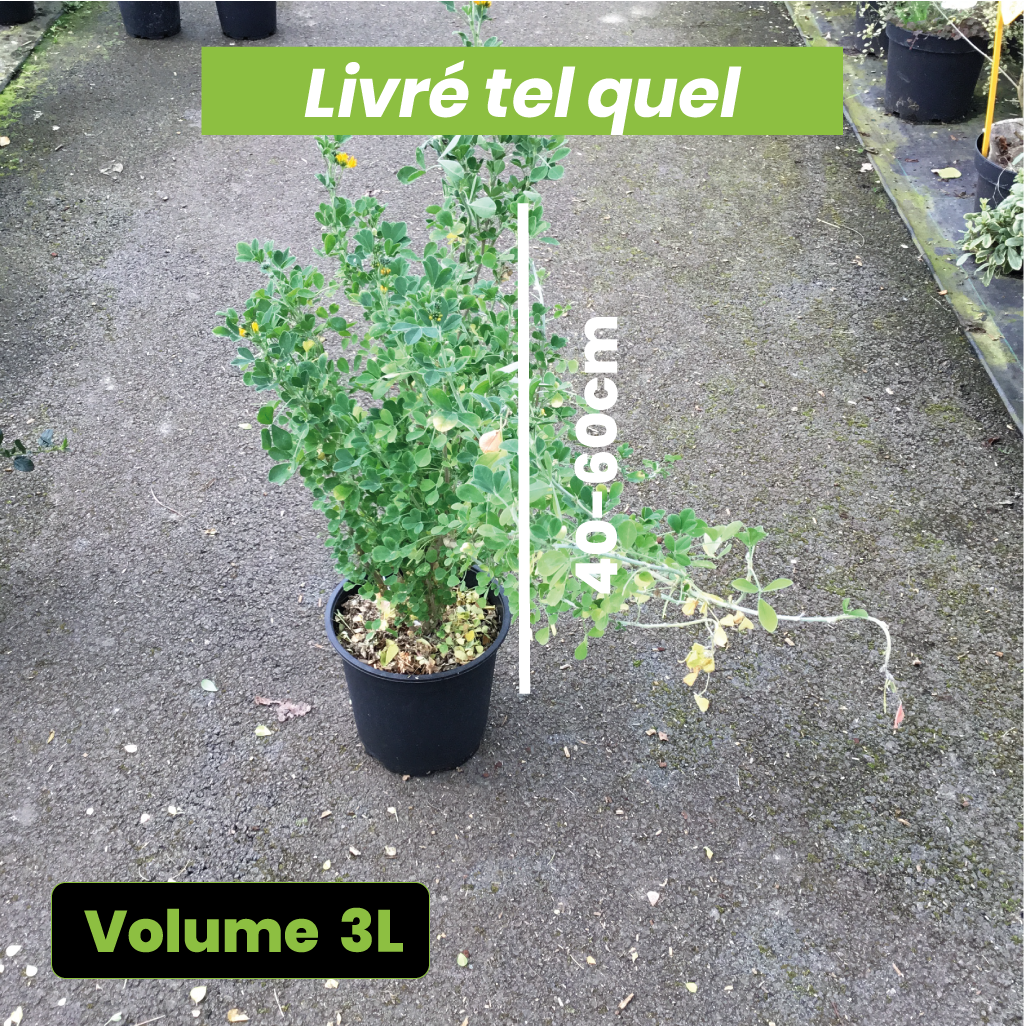 Medicago Arborea - Volume 3L / 40-60cm