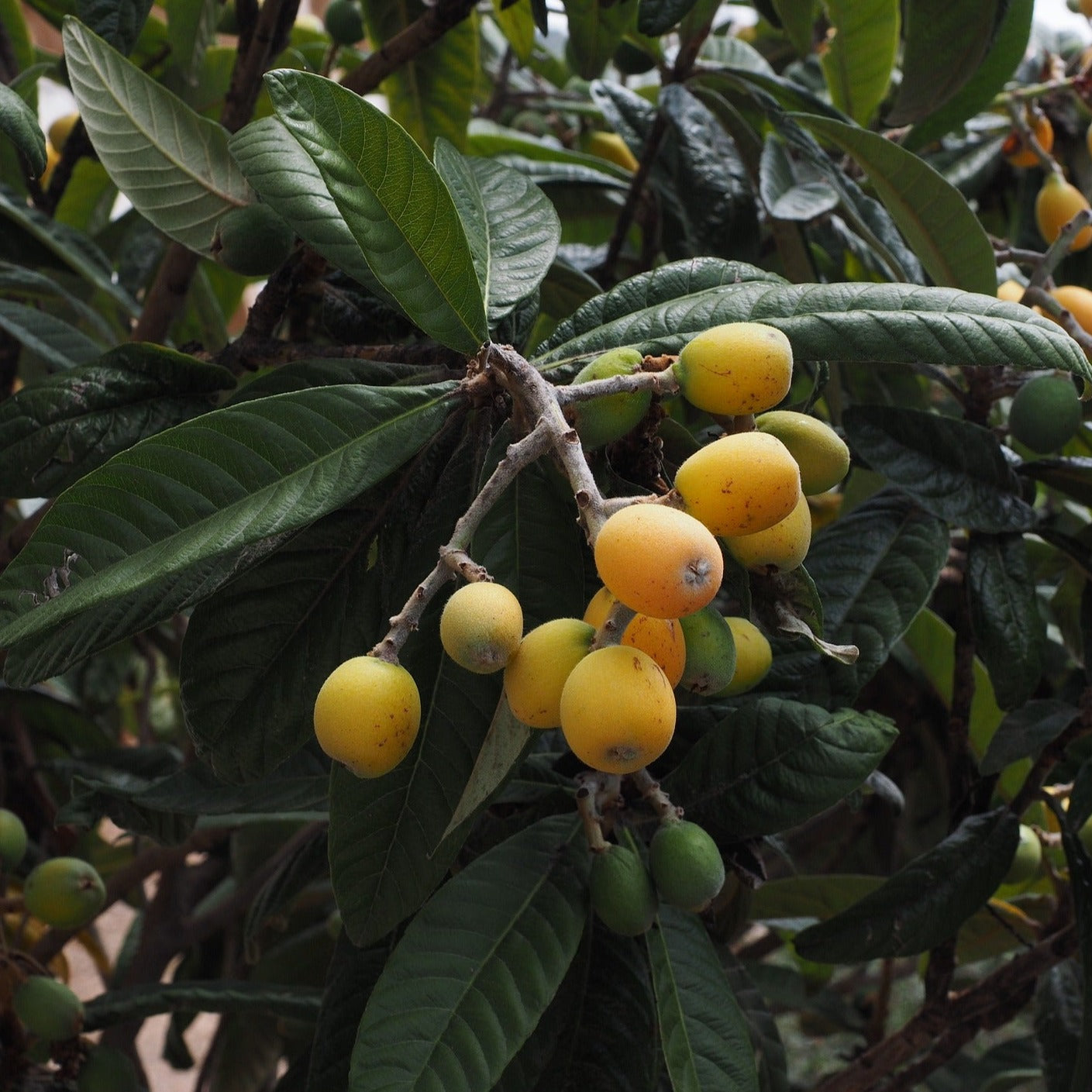 Eriobotrya Japonica - Néflier du Japon - Volume 7L / 40-60cm