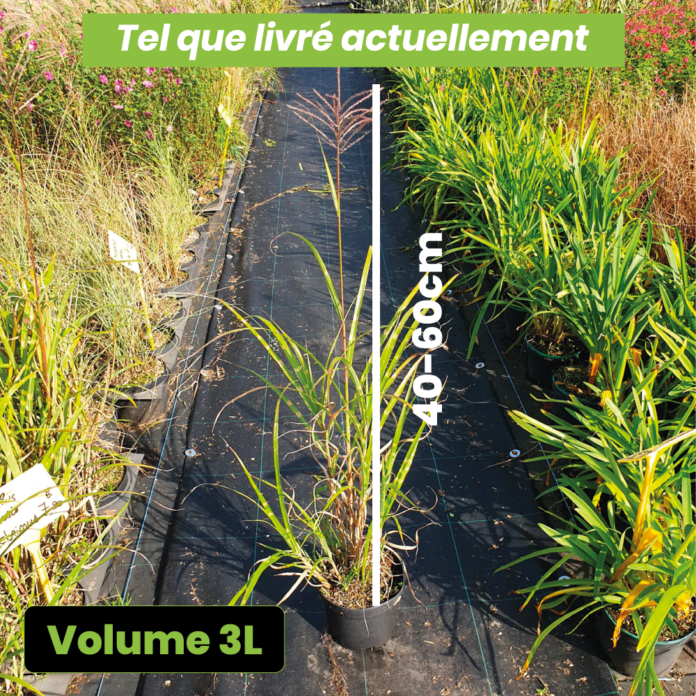 Miscanthus Sinensis Zebrinus - Volume 3L / 40-60cm