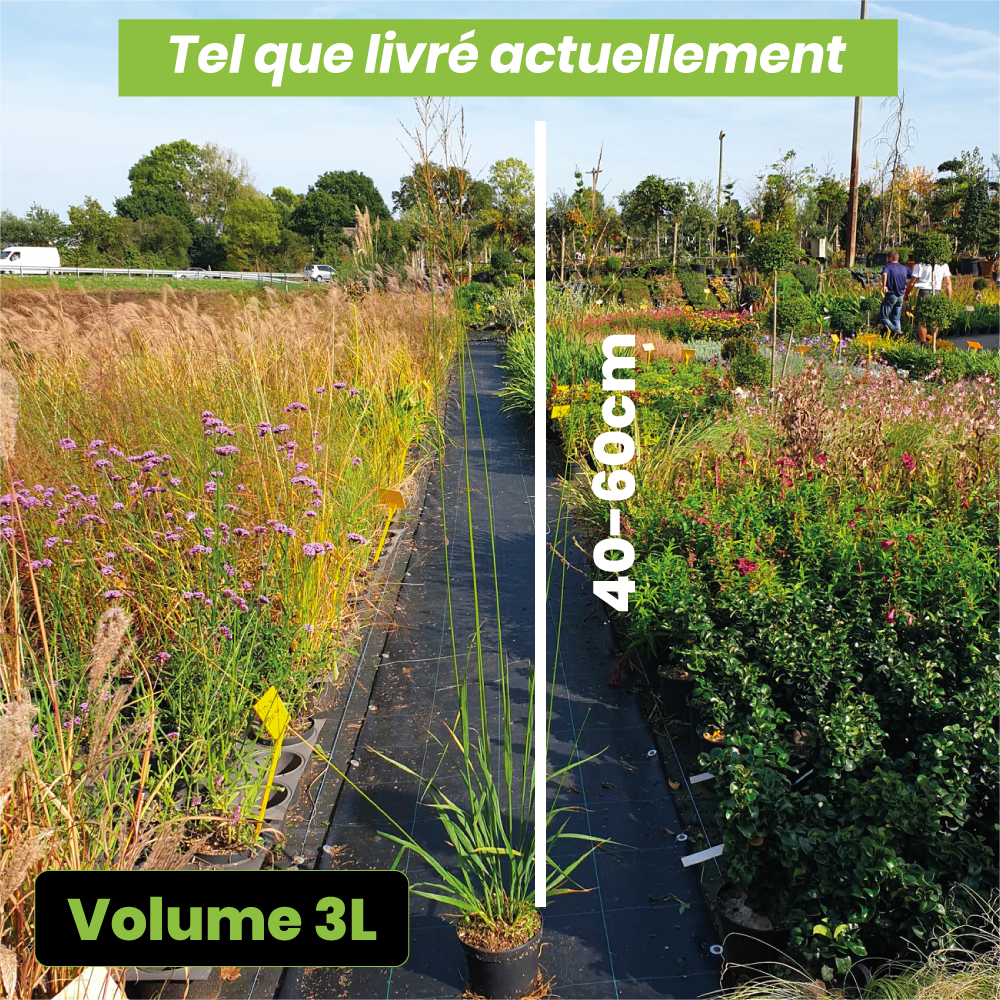 Molinia Arundinacea Skyracer