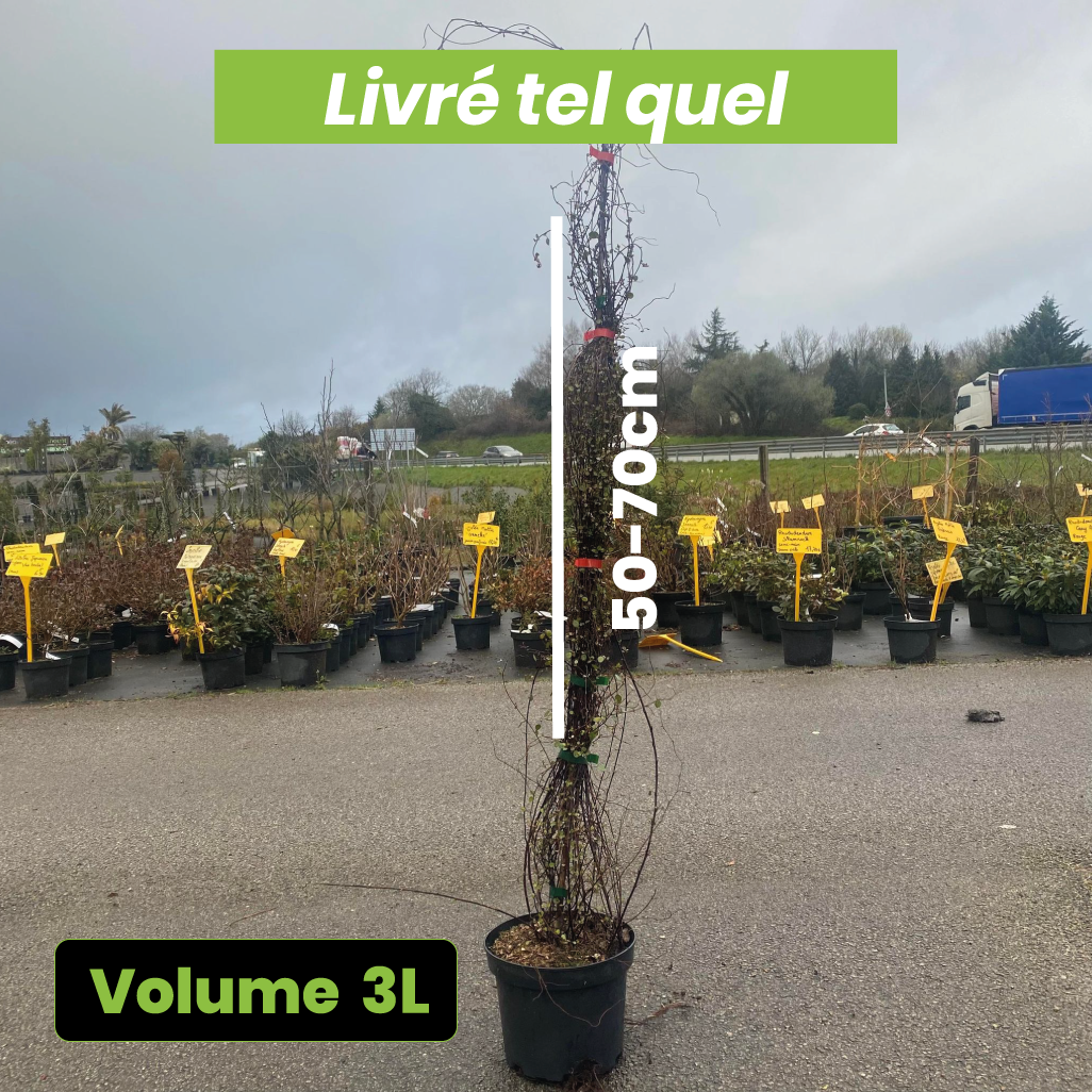 Muehlenbeckia Complexa - Volume 3L / 50-70cm