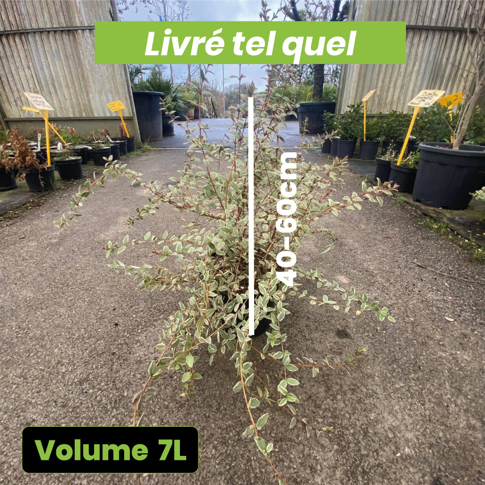 Myrtus Ugni Flambeau - Goyave du Chili