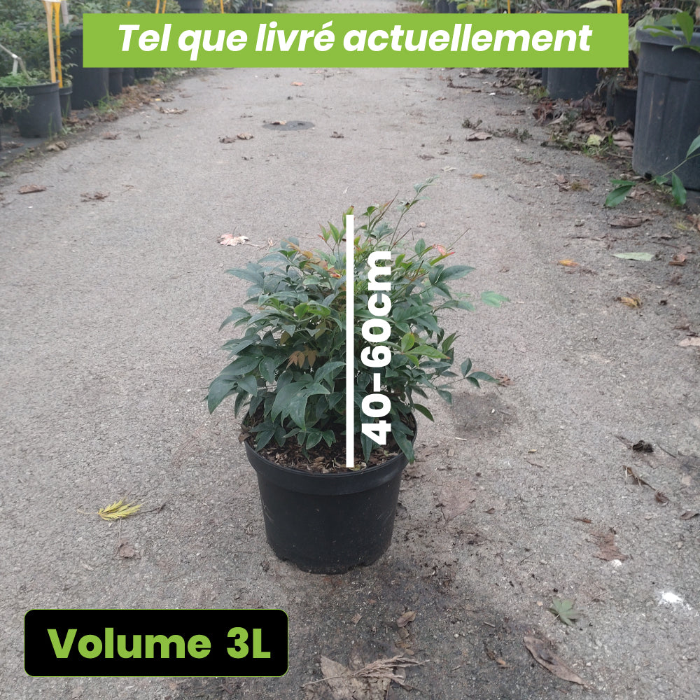 Nandina Domestica Obsessed Seika - Volume 3L / 40-60cm