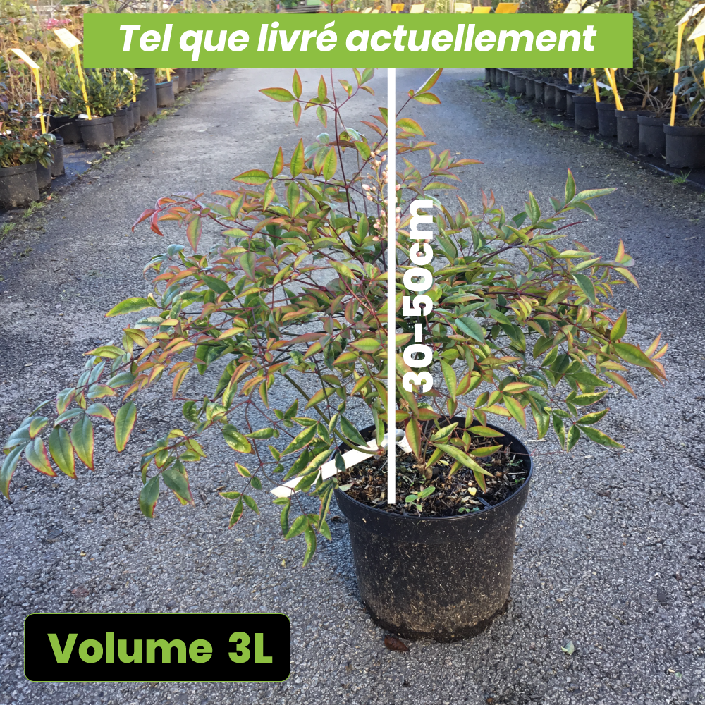 Nandina Domestica Moyer's Red - Volume 3L / 30-50cm