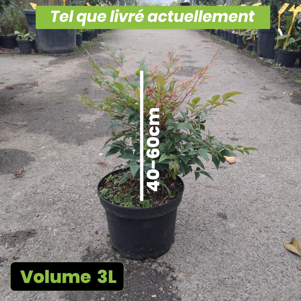 Nandina Domestica Gulf stream - Volume 3L / 40-60cm