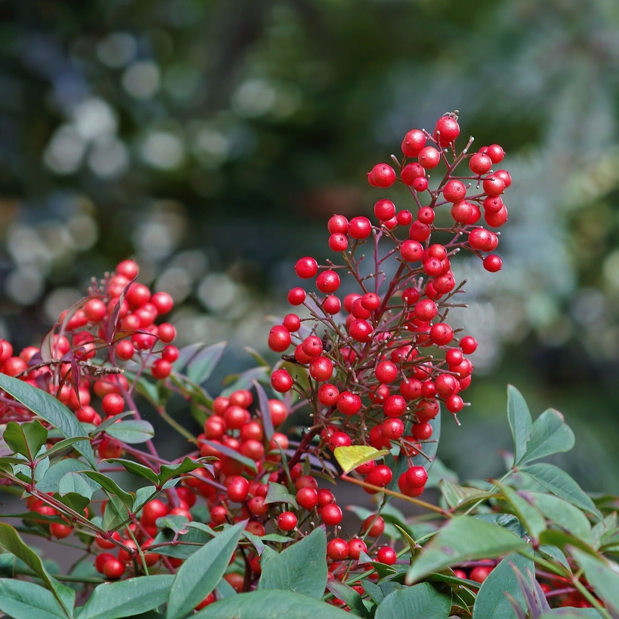 Nandina domestica - Volume 3L / 30-40cm