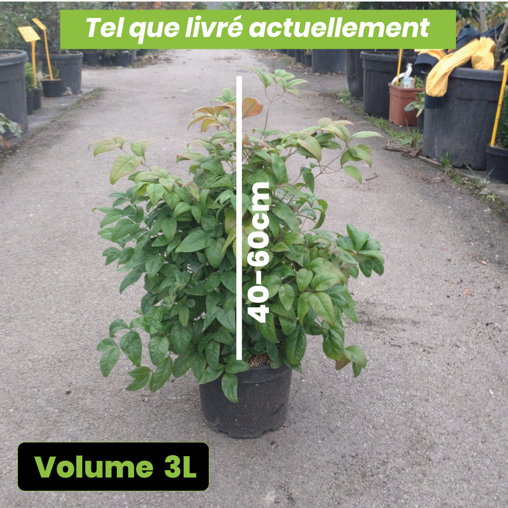 Nandina Domestica Blush Pink - Volume 3L / 40-60cm