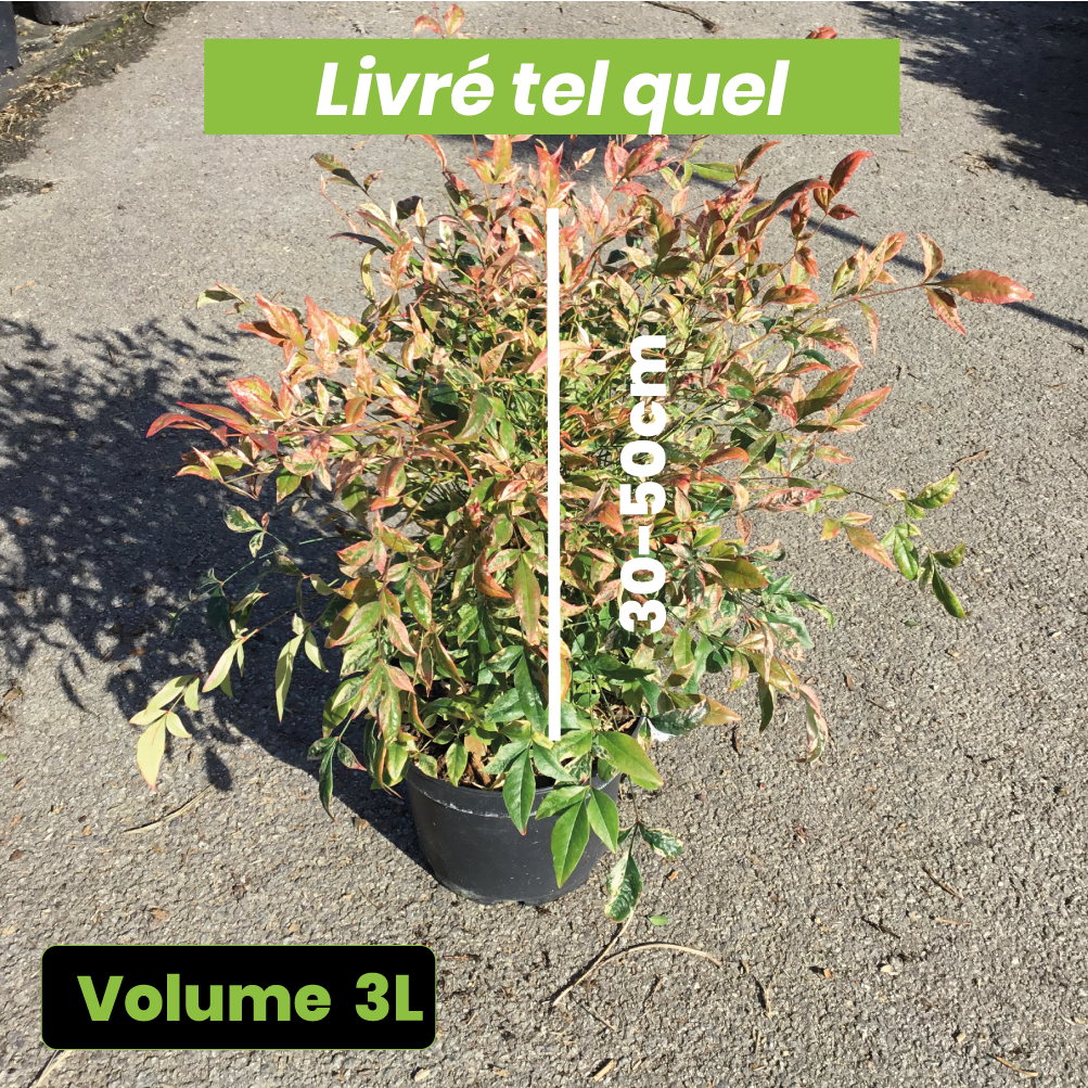 Nandina Domestica Twilight - Volume 3L / 30-50cm