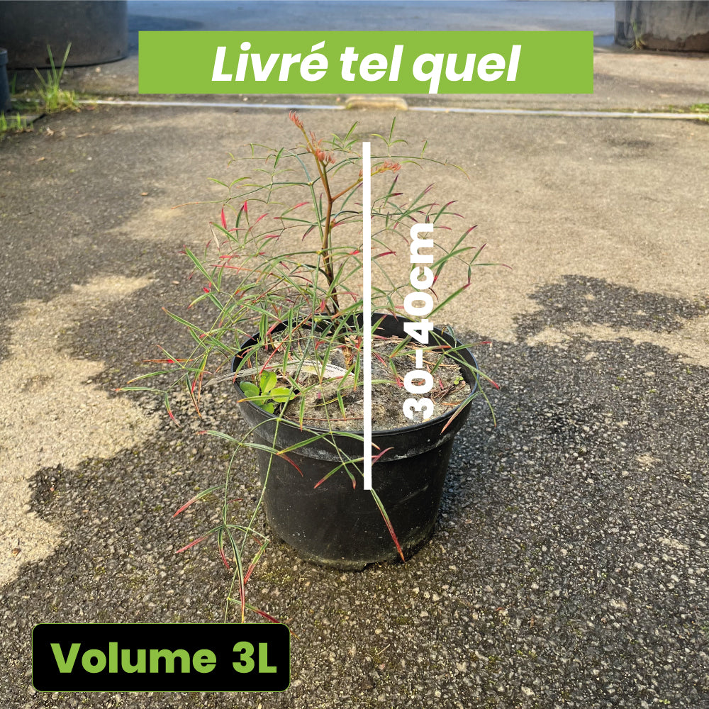 Nandina Domestica Filamentosa - Bambou sacré - Volume 3L / 30-40cm