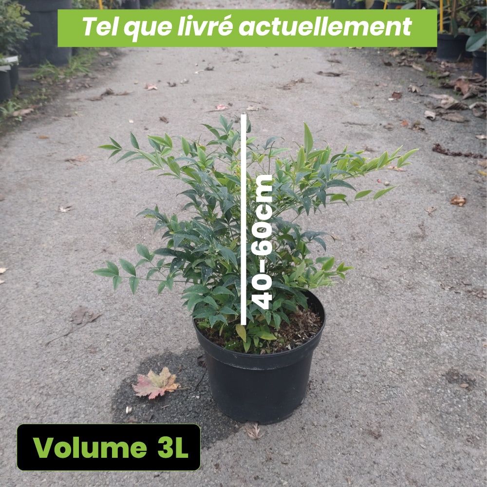 Nandina Domestica Lemon Lime - Volume 3L / 40-60cm