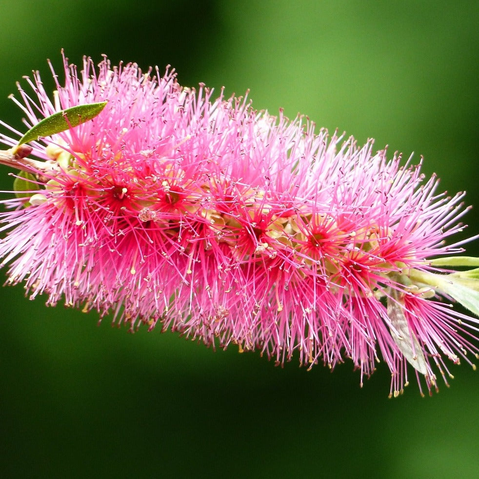 Callistemon Viminalis Hot Pink - Volume 3L / 30-50cm