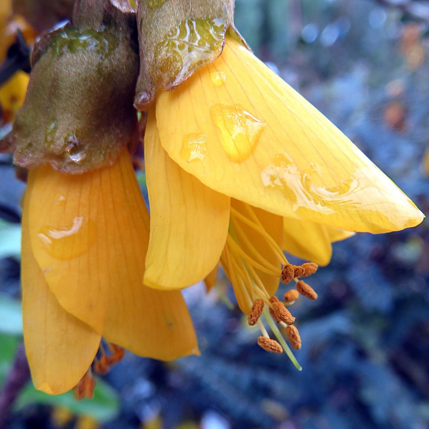 Sophora Prostata Little Baby - Volume 3L / 40-50cm