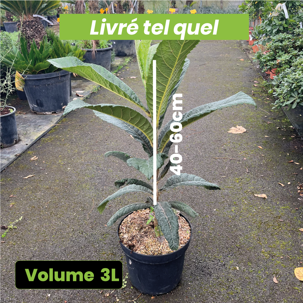 Eriobotrya Japonica - Néflier du Japon - Volume 7L / 40-60cm