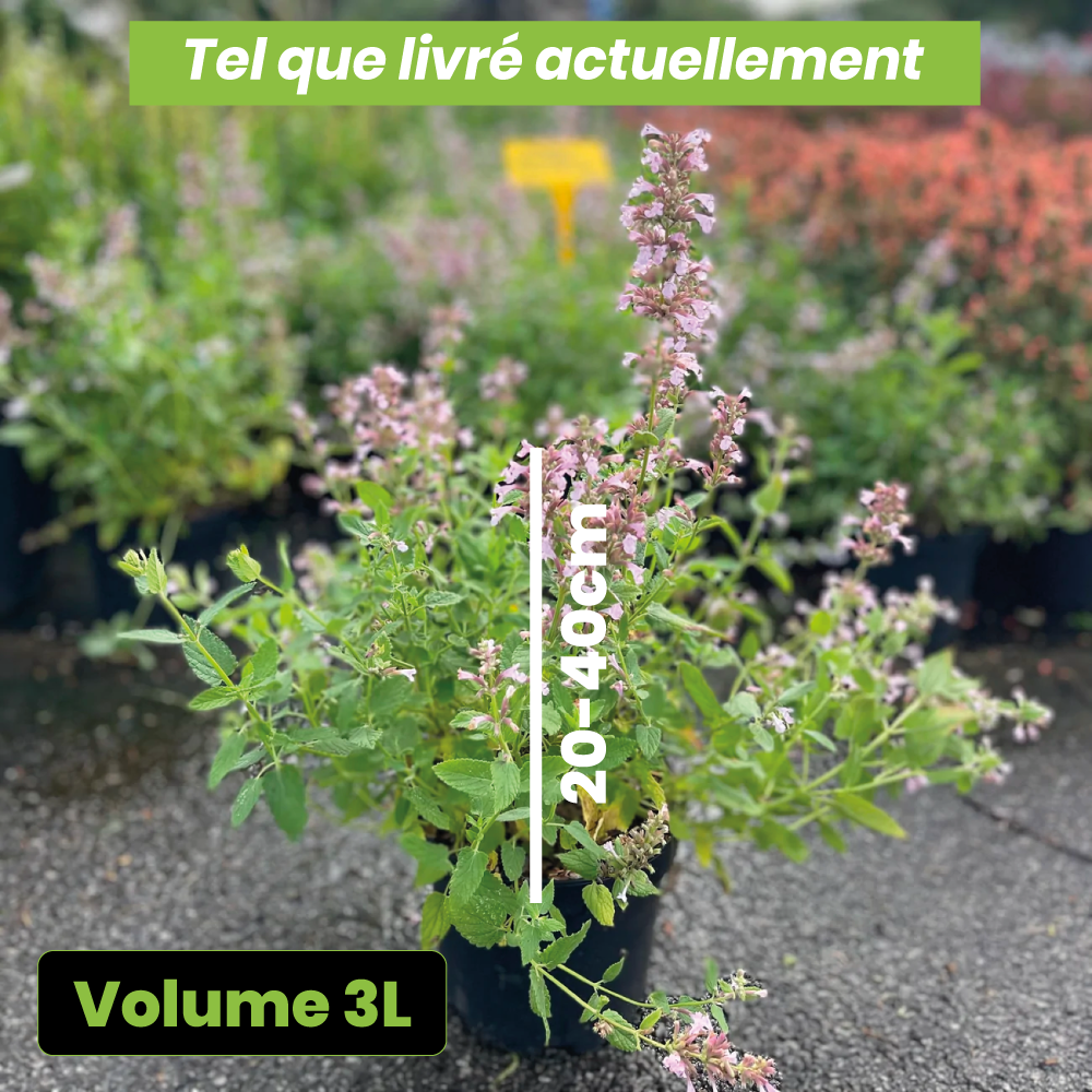 Nepeta grandiflora "dawn to dusk" - Volume 3L / 20-40cm
