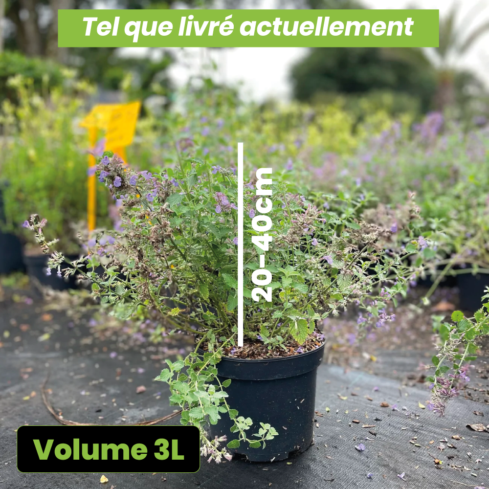 Nepeta faassenii walker's low - Volume 3L / 20-40cm