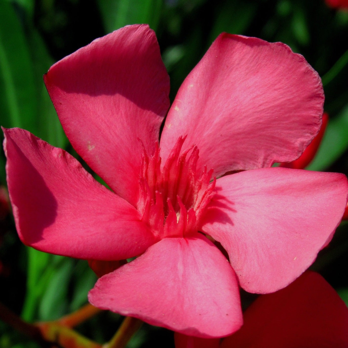 Laurier rose - Nerium oleander - Volume 3L / 40-60cm