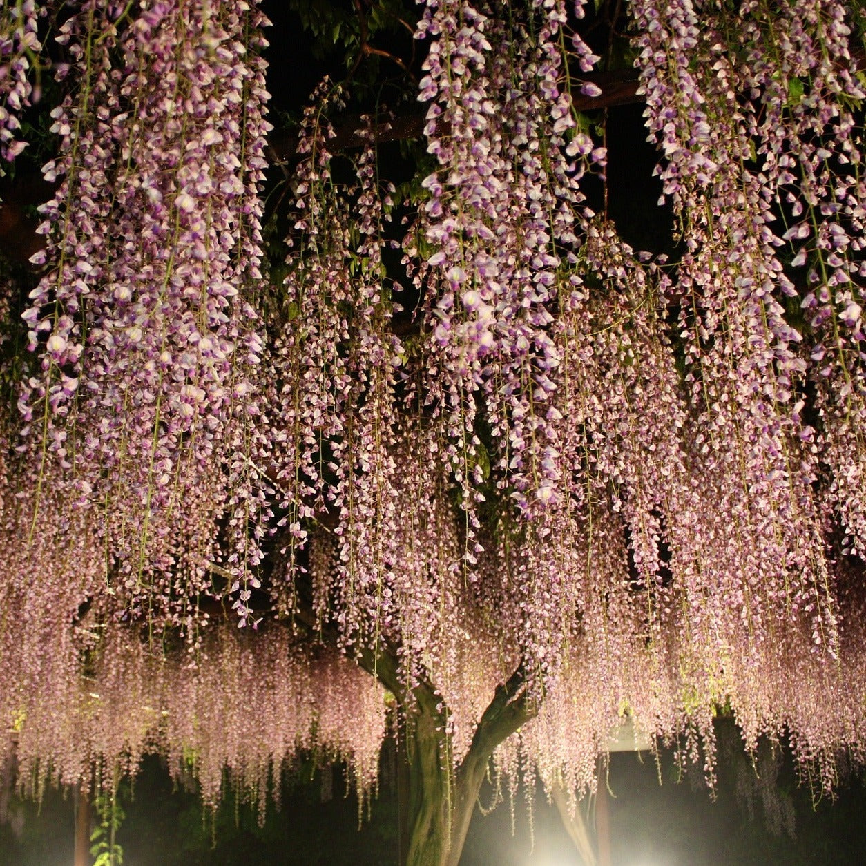 Wisteria Floribunda Rosea - Glycine du Japon - Volume 3L / 60-80cm