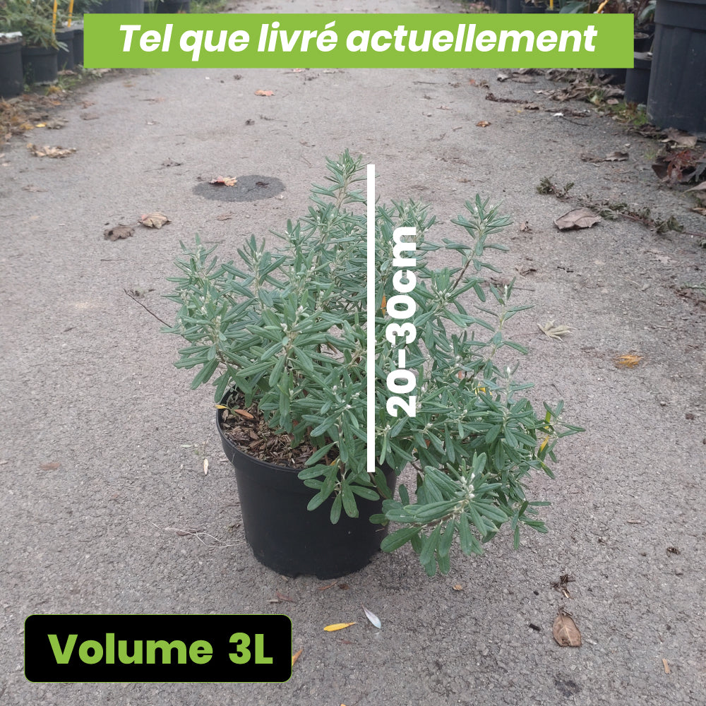 Andromeda Polifolia Nikko - Volume 3L / 20-30cm