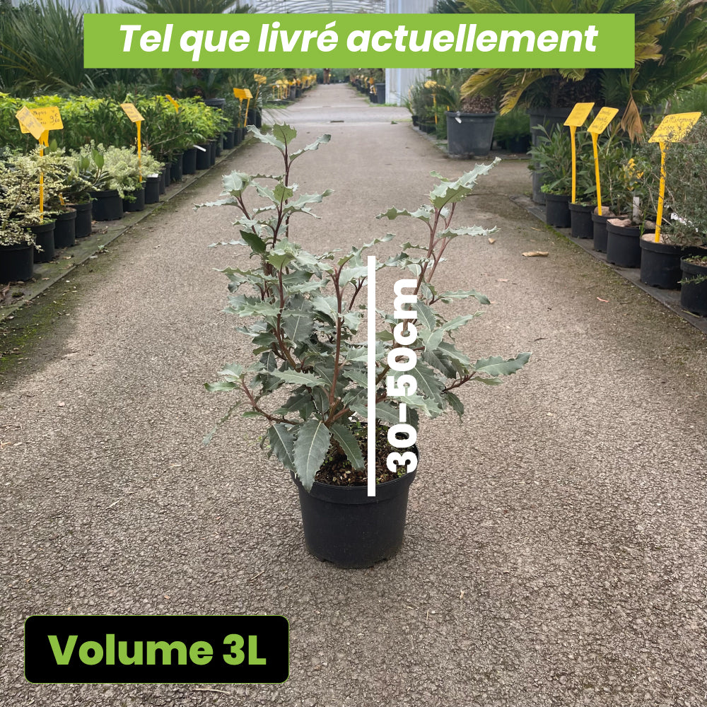 Olearia Macrodonta Major