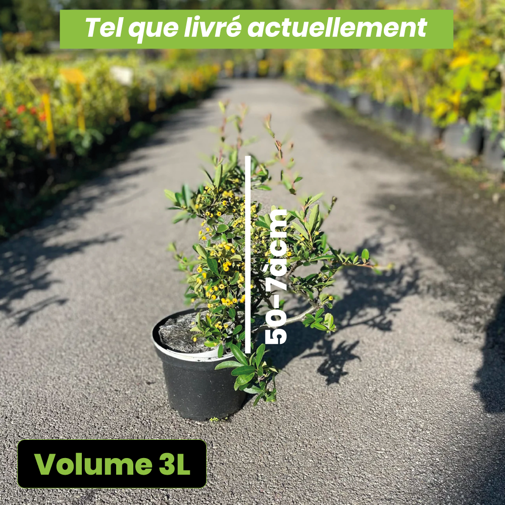 Pyracantha orange glow - Volume 3L / 50-70cm