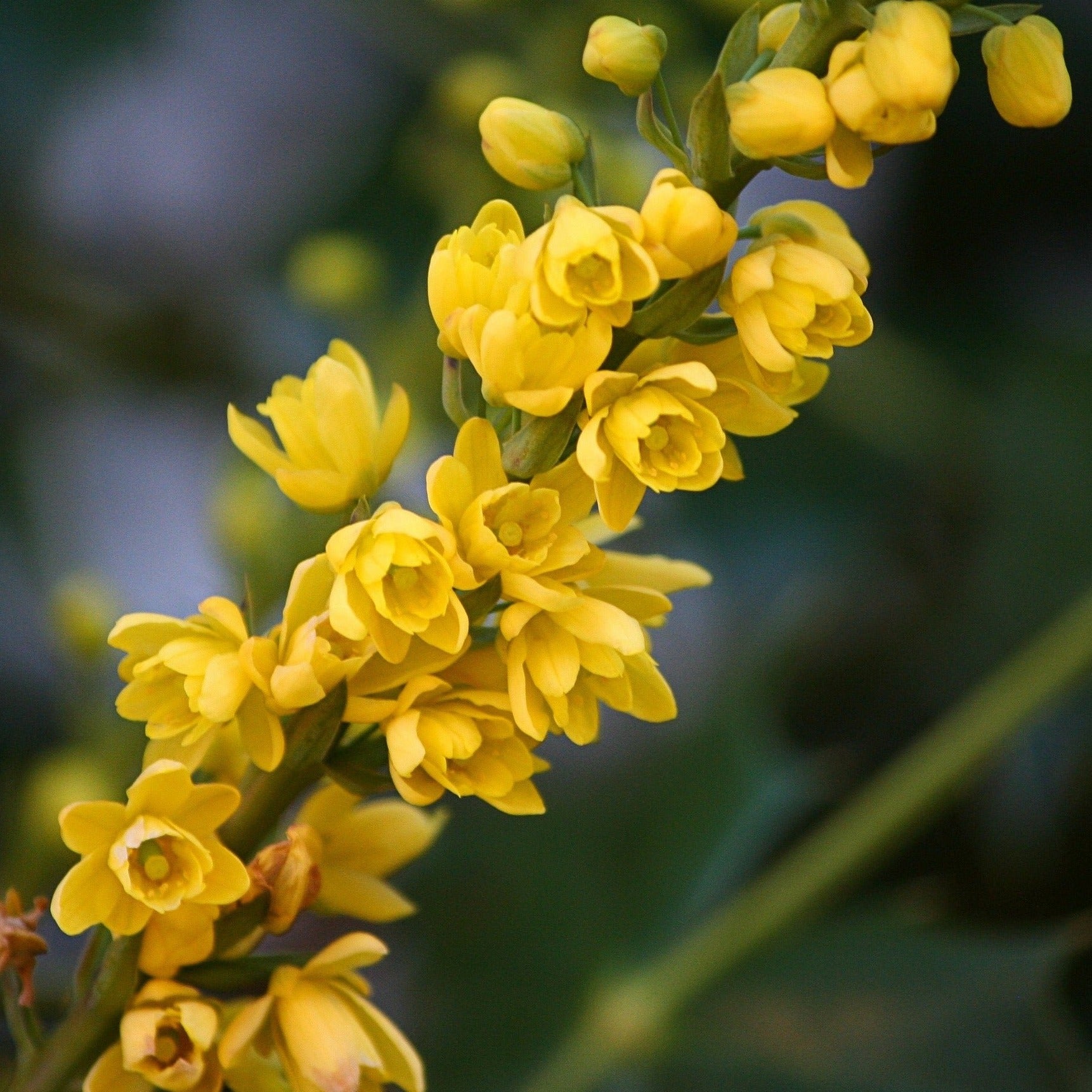 Mahonia Media Winter Sun - Volume 3L / 30-40cm