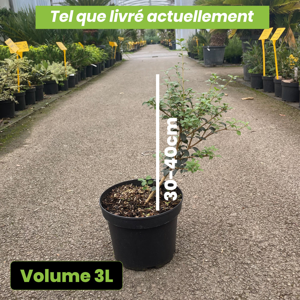 Osmanthus Delavayi - Volume 3L / 30-40cm