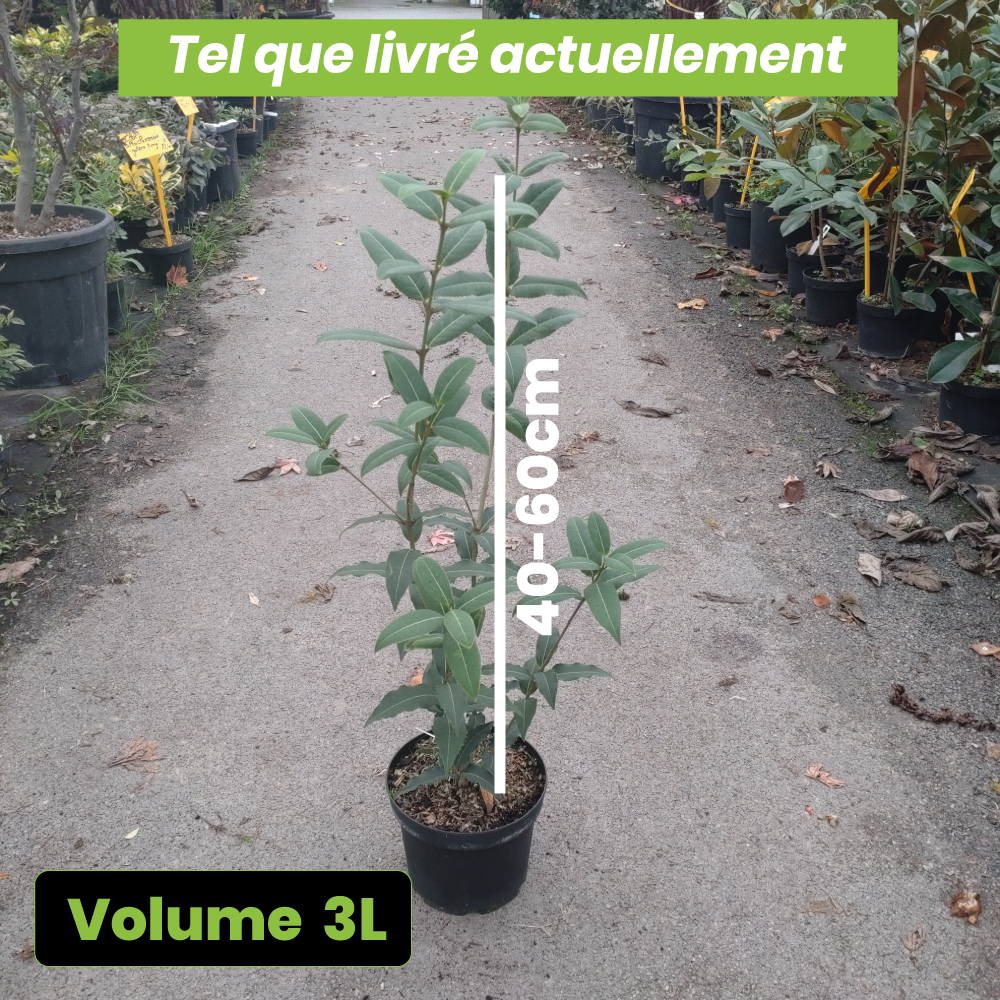 Osmanthus Yunnanensis - Volume 3L / 40-60cm