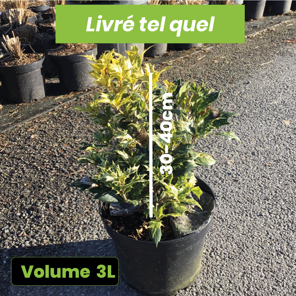 Osmanthus Heterophyllus Goshiki (Tricolor) - Volume 3L / 30-40cm