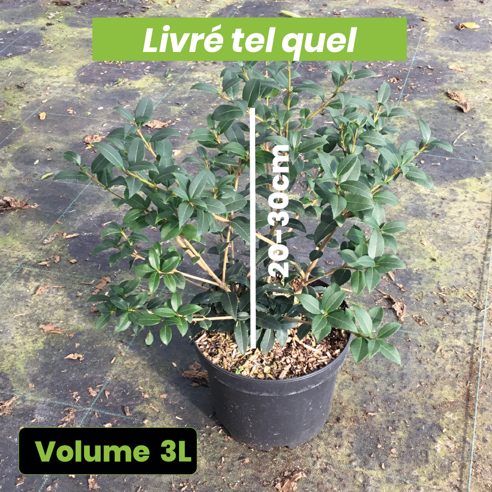 Osmanthus Burkwoodii - Volume 3L / 20-30cm