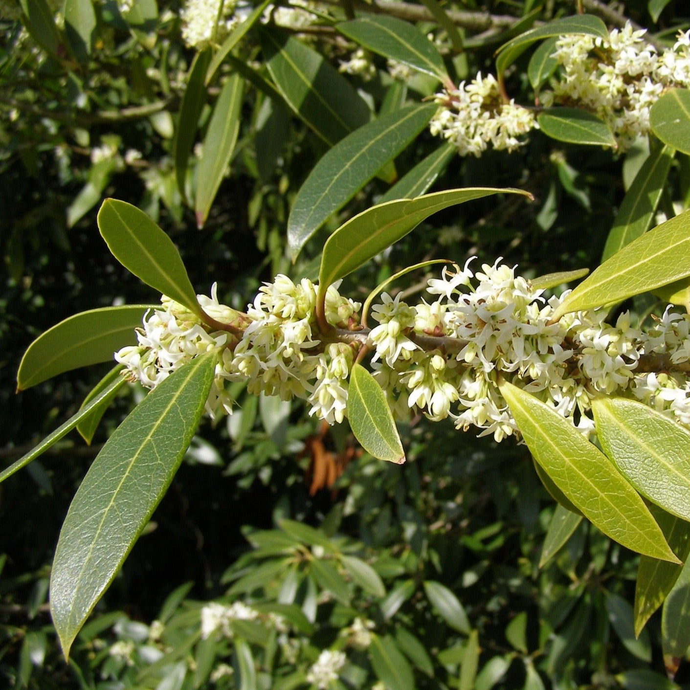 Osmanthus Burkwoodii - Volume 3L / 20-30cm
