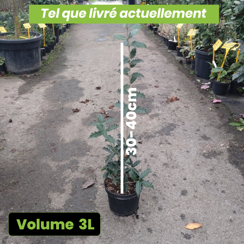 Osmanthus Armatus - Volume 3L / 30-40cm