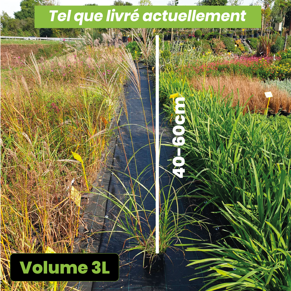 Miscanthus Sinensis Ferner Osten