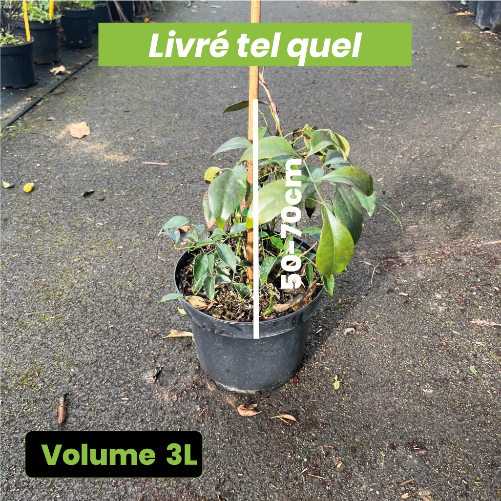 Pandorea Jasminoides Power of Beauty - Volume 3L / 50-70cm