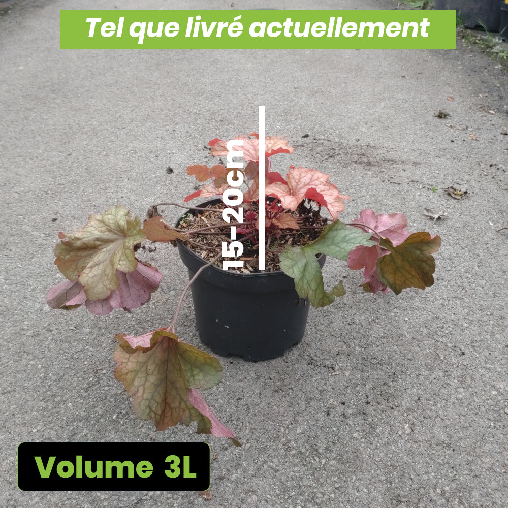 Heuchera Paprika - Volume 3L / 15-20cm