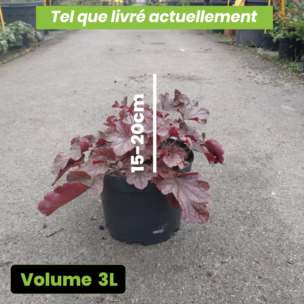 Heuchera Peach Flambée - Volume 3L / 15-20cm