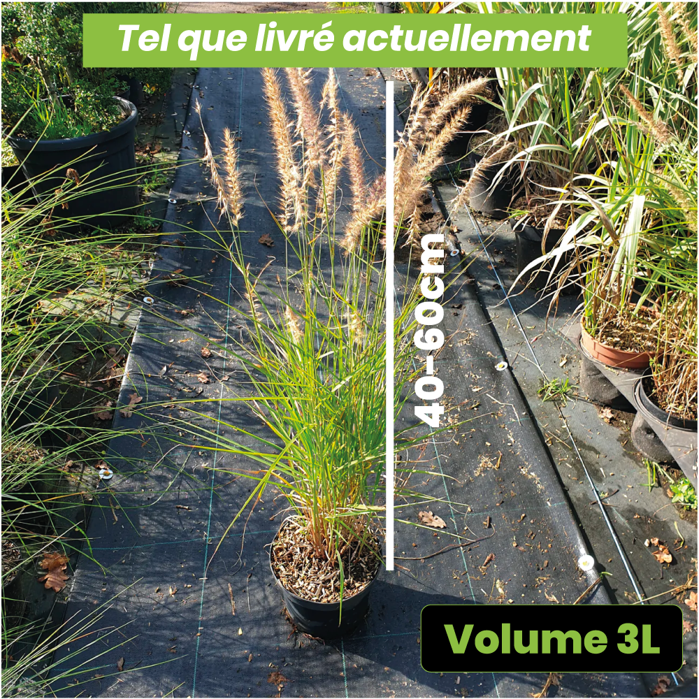 Pennisetum orientalis "Karley Rose" - Volume 3L / 40-60cm