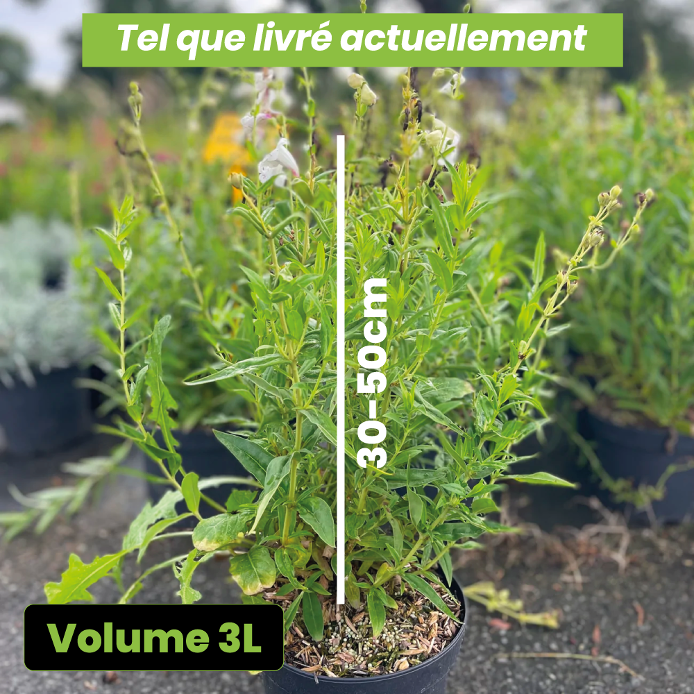 Penstemon white bedder - Volume 3L / 30-50cm