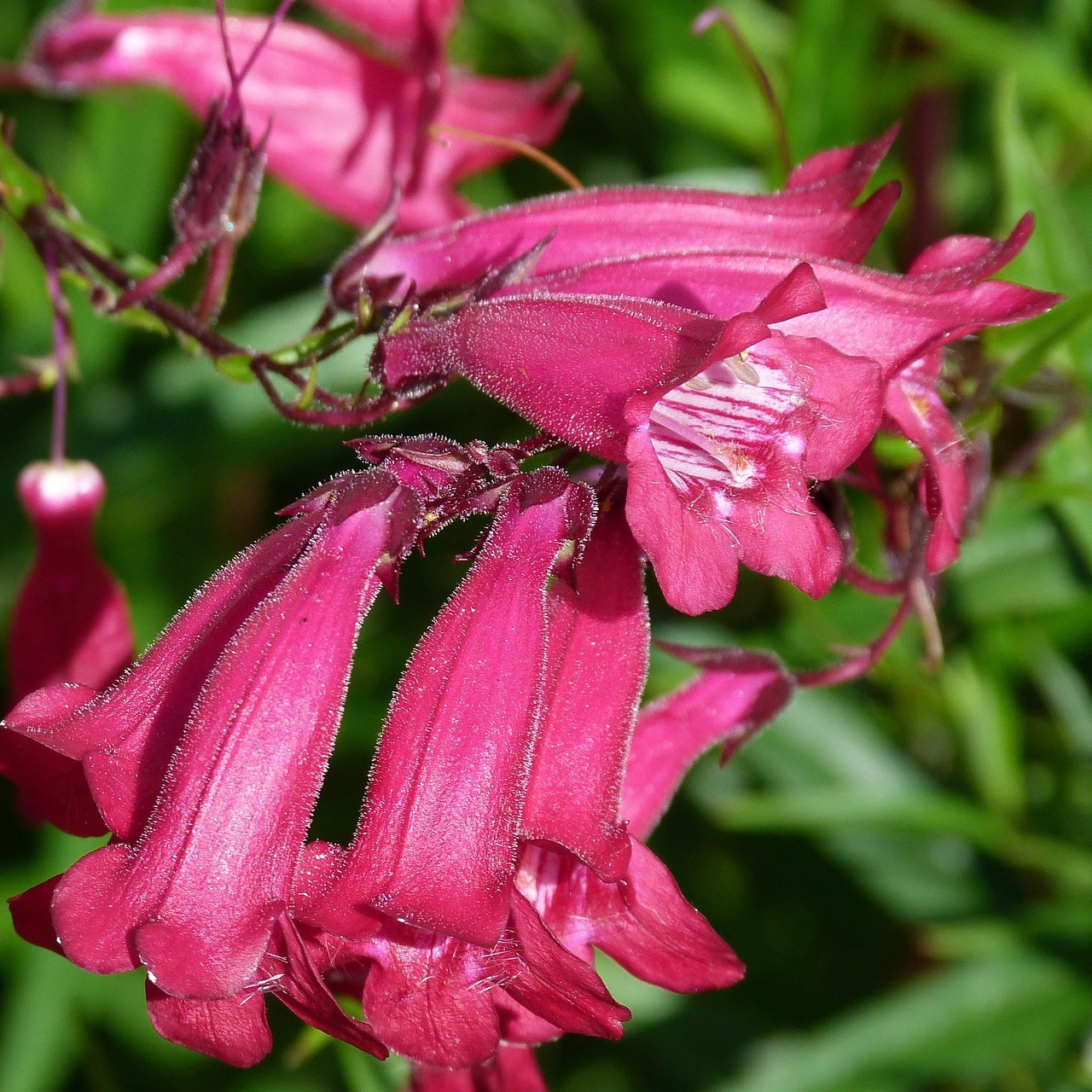 Penstemon garnet - Volume 3L / 30-50cm