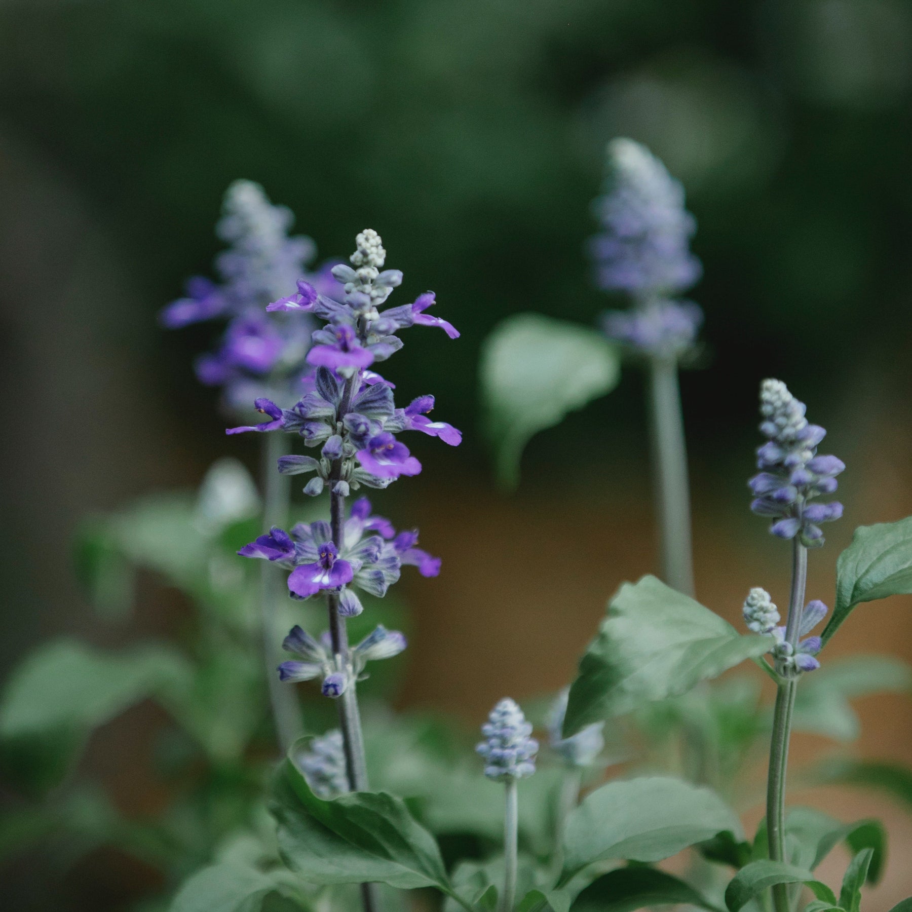 Salvia microphylla so cool pale blue