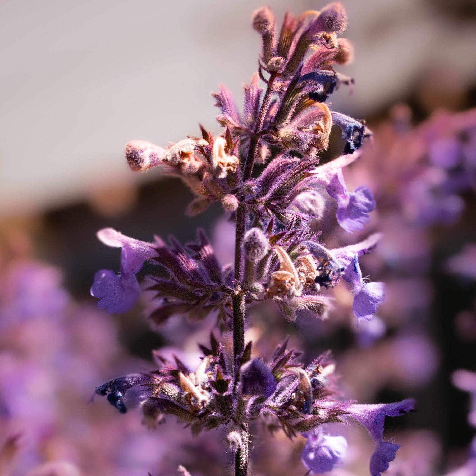 Nepeta grandiflora "dawn to dusk"