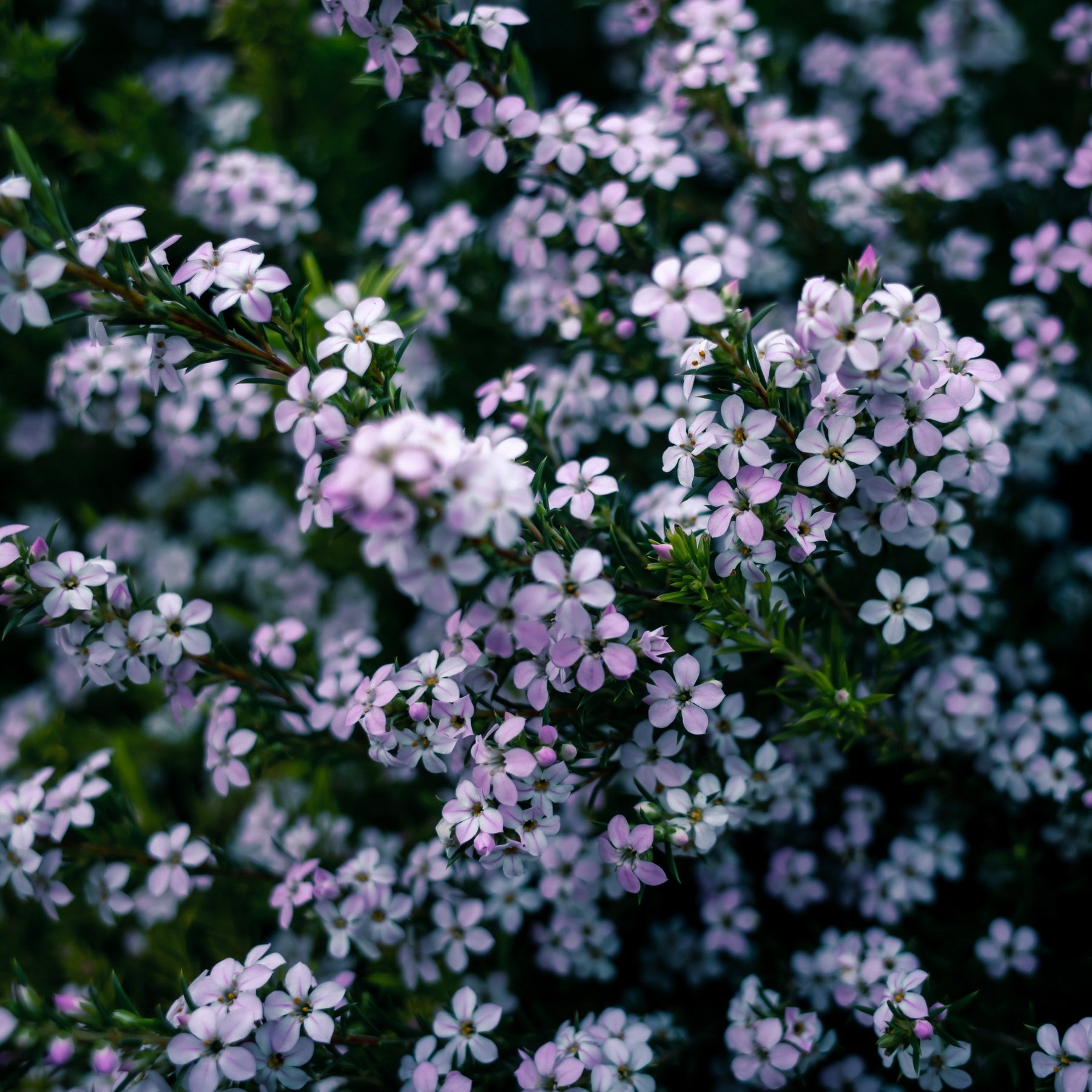 Diosma hirsuta Sunset Gold