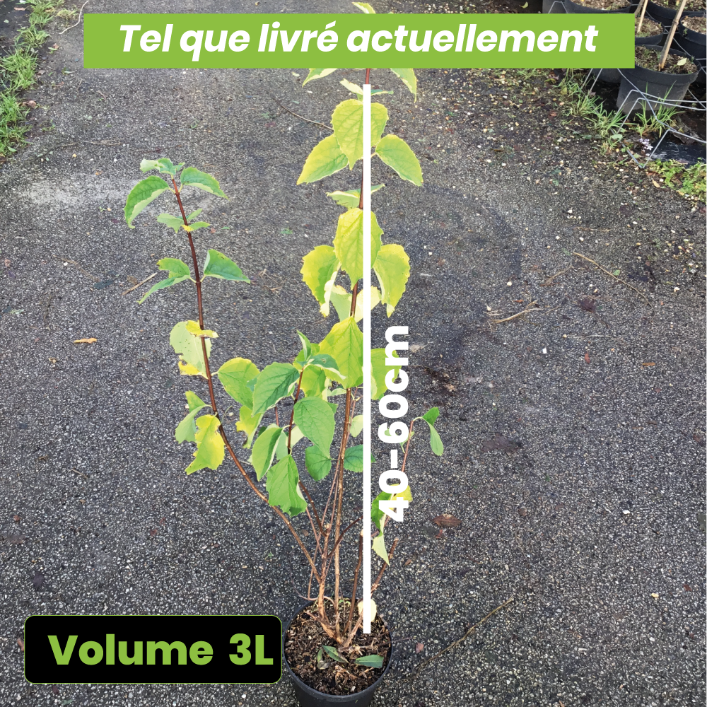 Philadelphus Coronarius - Jasmin des poètes - Volume 3L / 40-60cm