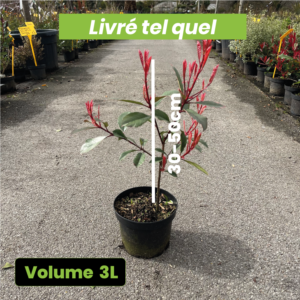 Photinia Fraseri Louise - Volume 3L /3-50cm