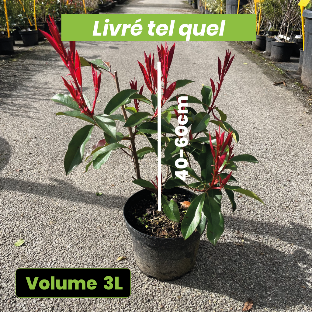 Photinia Red Select - Volume 3L / 40-60cm